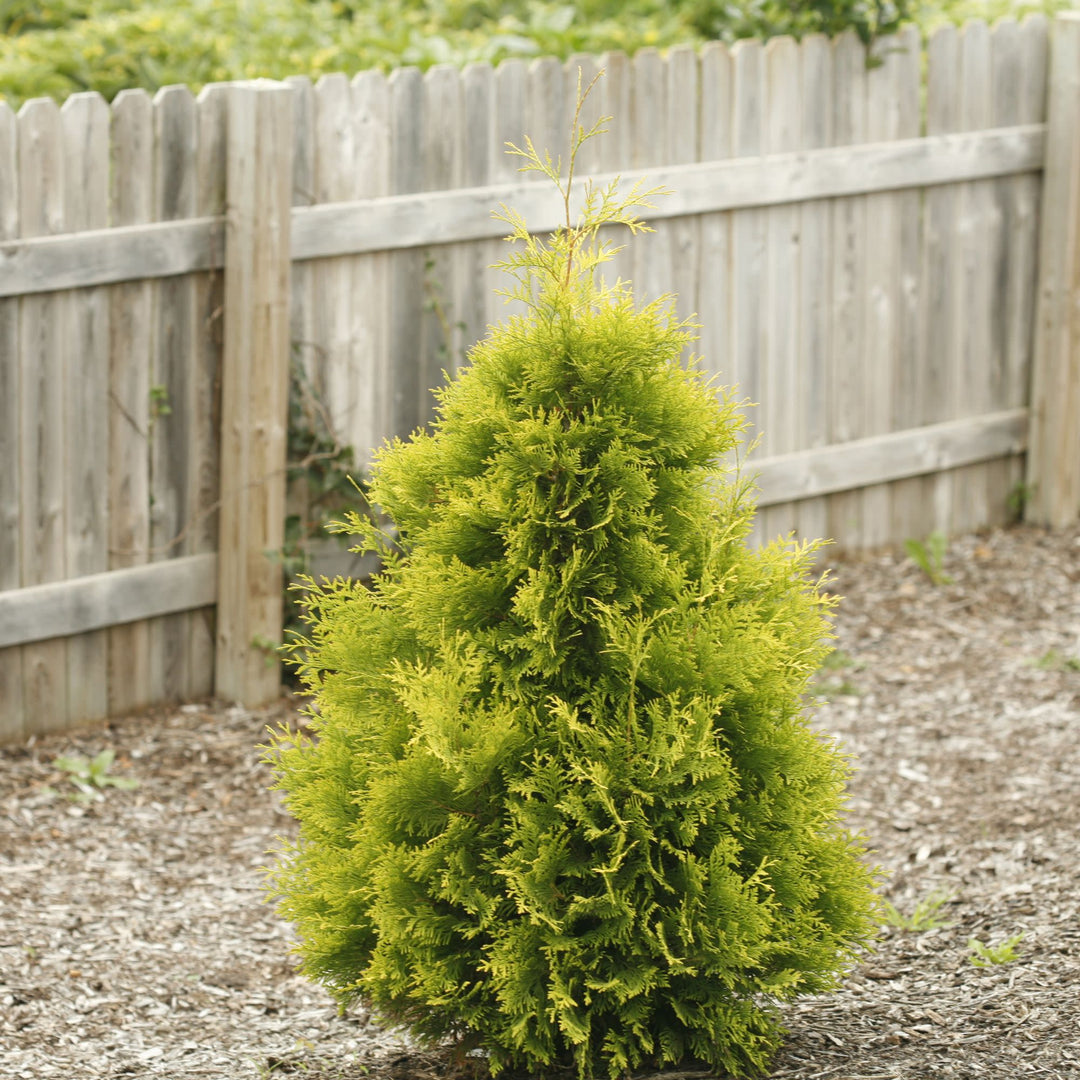 Arborvitae | Polar Gold®