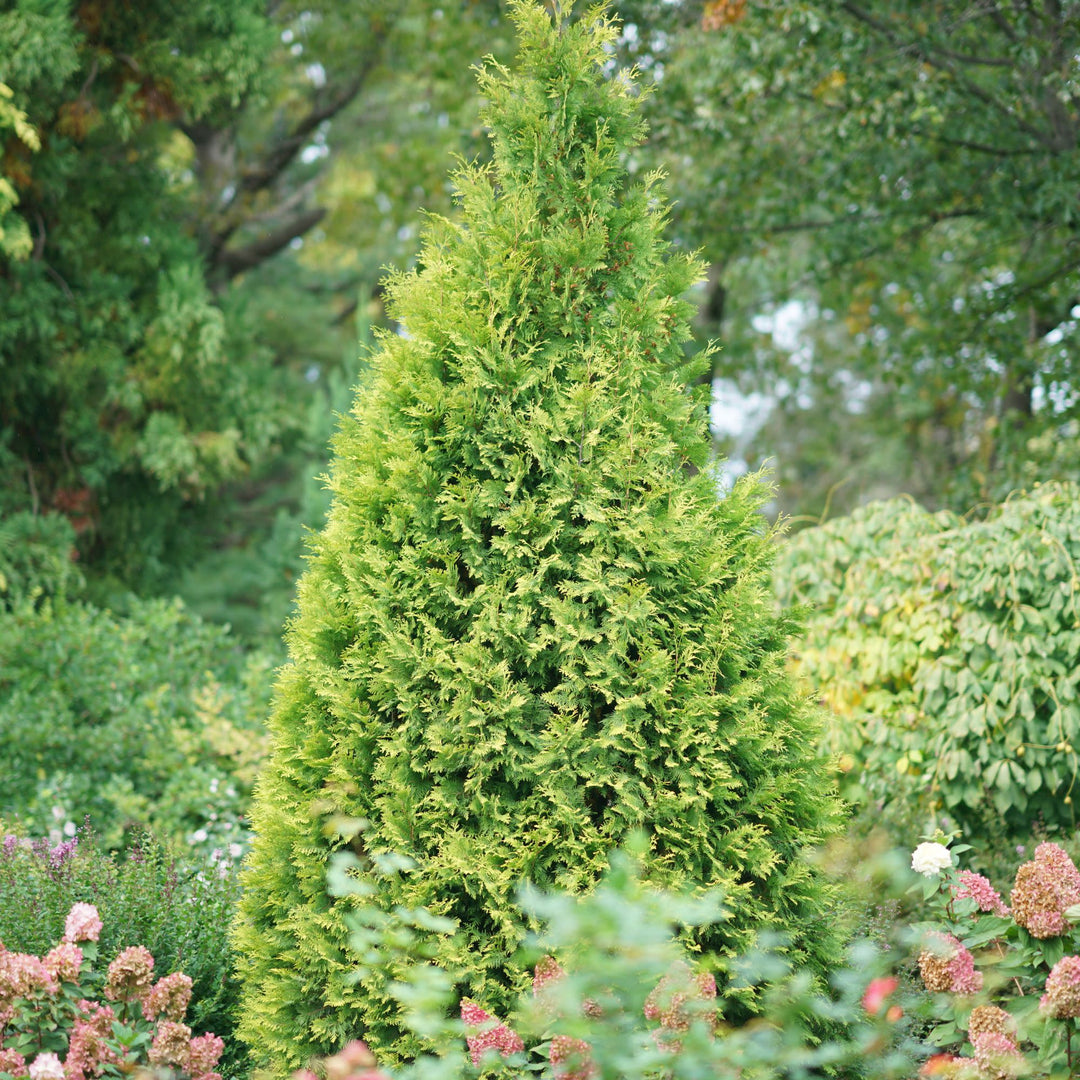 Polar Gold® Arborvitae (Thuja occidentalis)