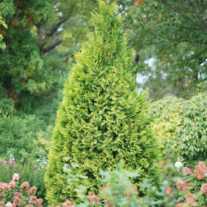 Polar Gold® Arborvitae (Thuja occidentalis)