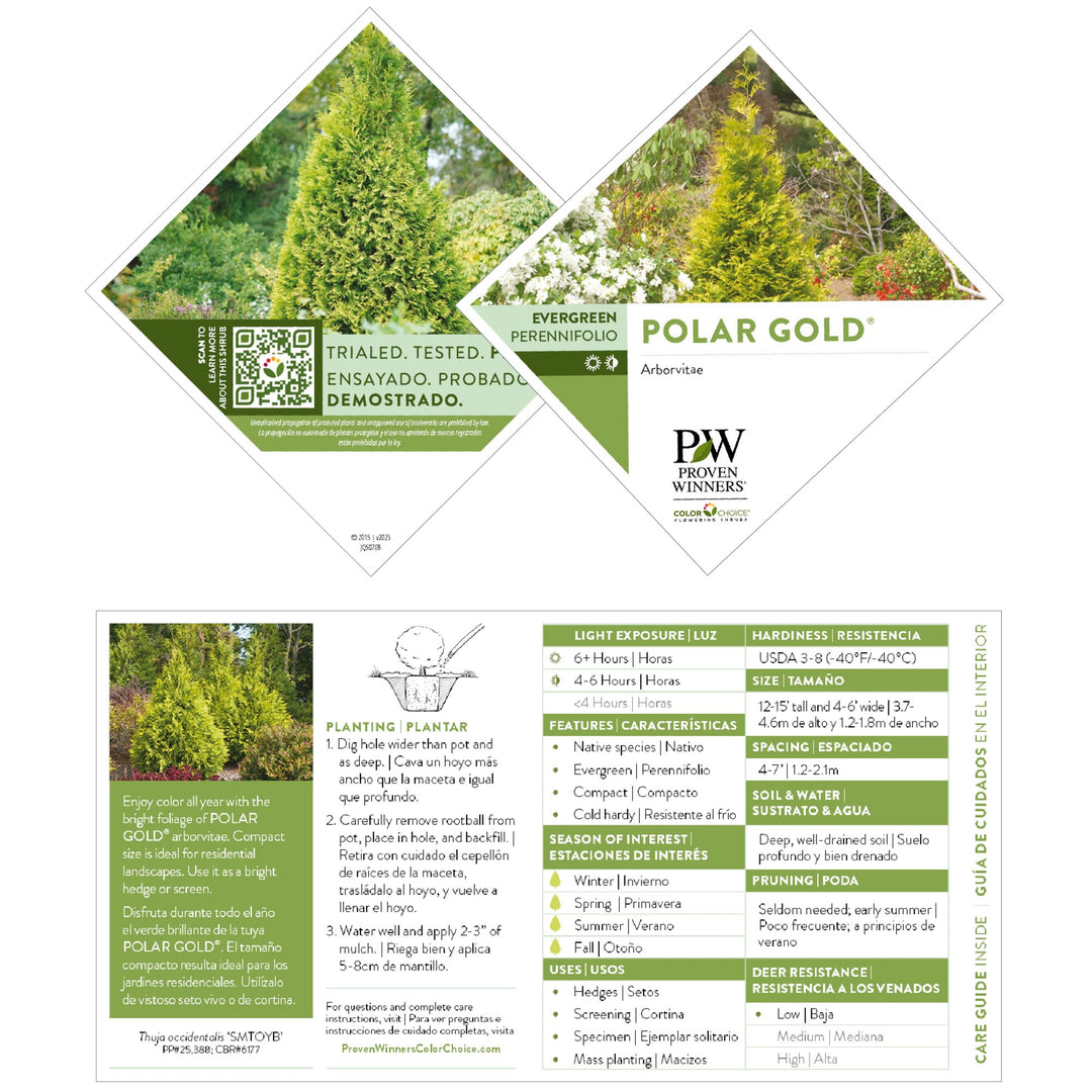 Polar Gold® Arborvitae (Thuja occidentalis)