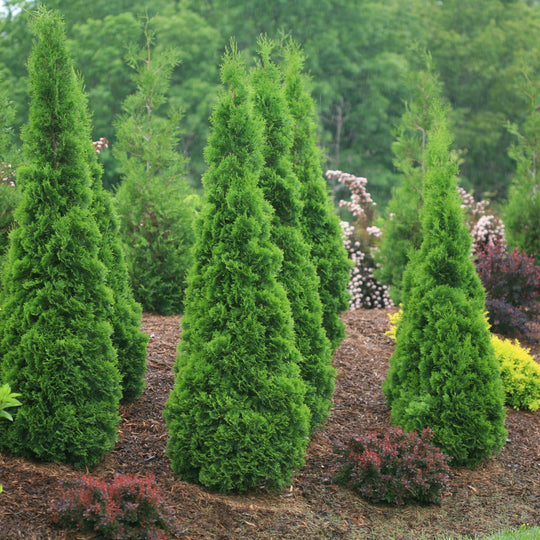 North Pole® Arborvitae (Thuja occidentalis)