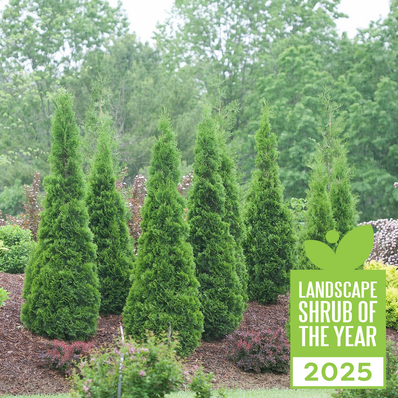 North Pole® Arborvitae as 2025 Landscape Shrub of the Year.