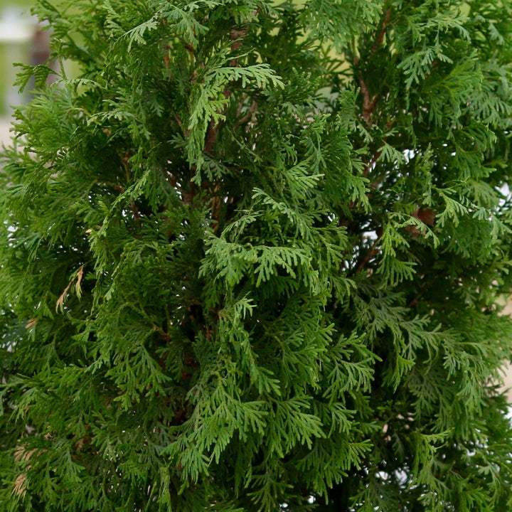 North Pole® Arborvitae (Thuja occidentalis)
