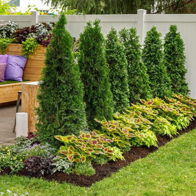 North Pole Arborvitae in use.