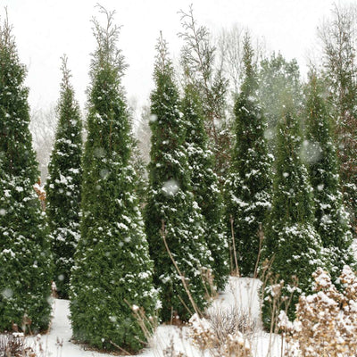 North Pole Arborvitae in use.