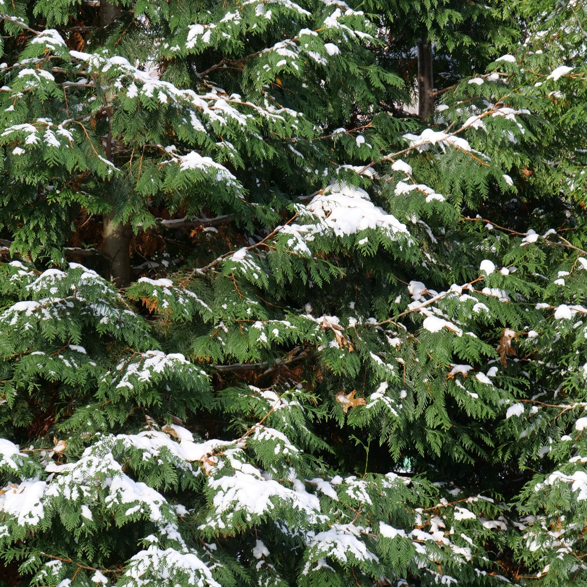 Western Arborvitae | Spring Grove® | Proven Winners® Shrubs – Proven ...