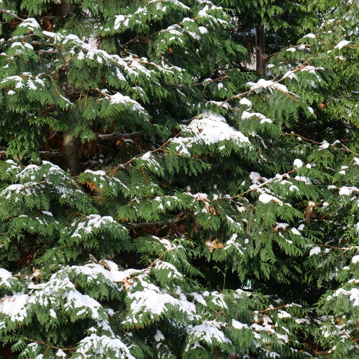 Spring Grove® Western Arborvitae (Thuja plicata)