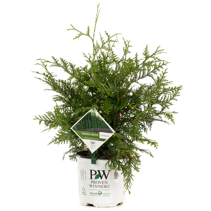 Spring Grove Western Arborvitae in container.