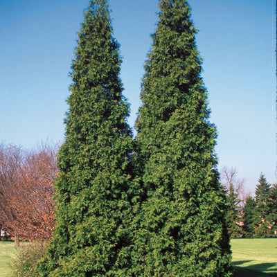 Spring Grove Western Arborvitae in focus.