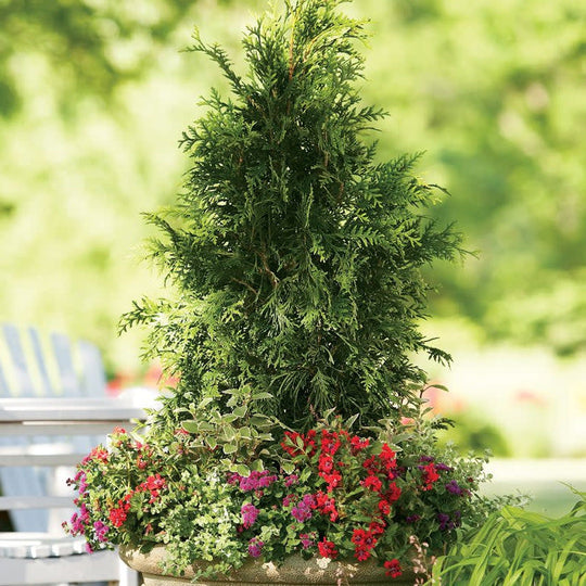 Spring Grove® Western Arborvitae (Thuja plicata)