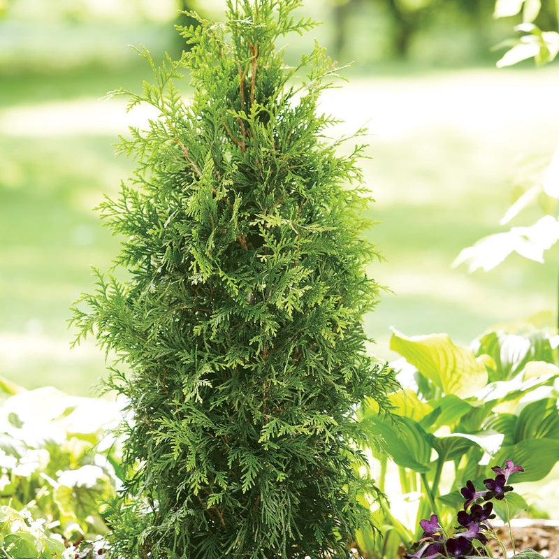 Spring Grove Western Arborvitae in use.