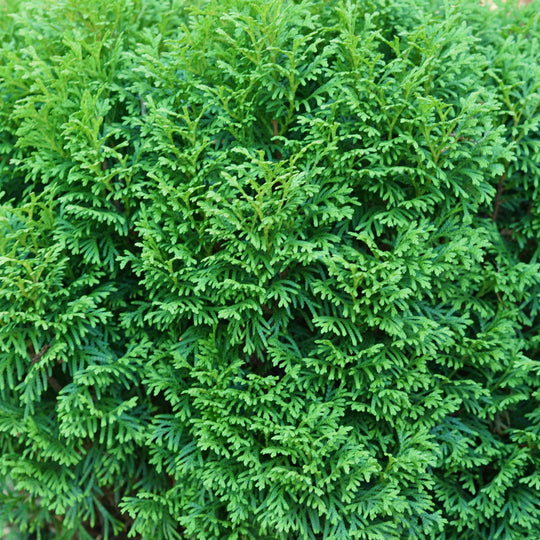 Tater Tot® Arborvitae (Thuja occidentalis)