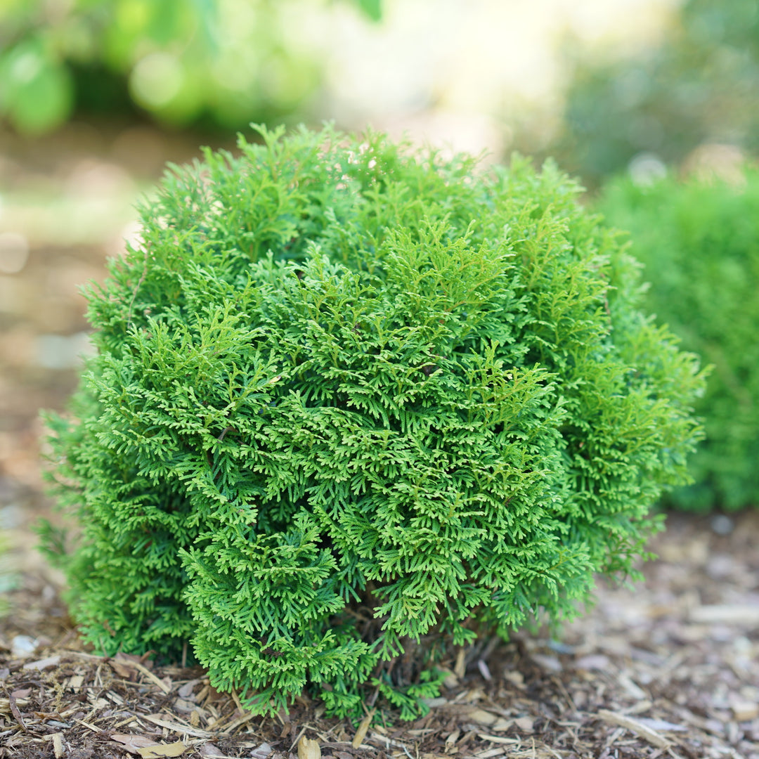Tater Tot® Arborvitae (Thuja occidentalis)