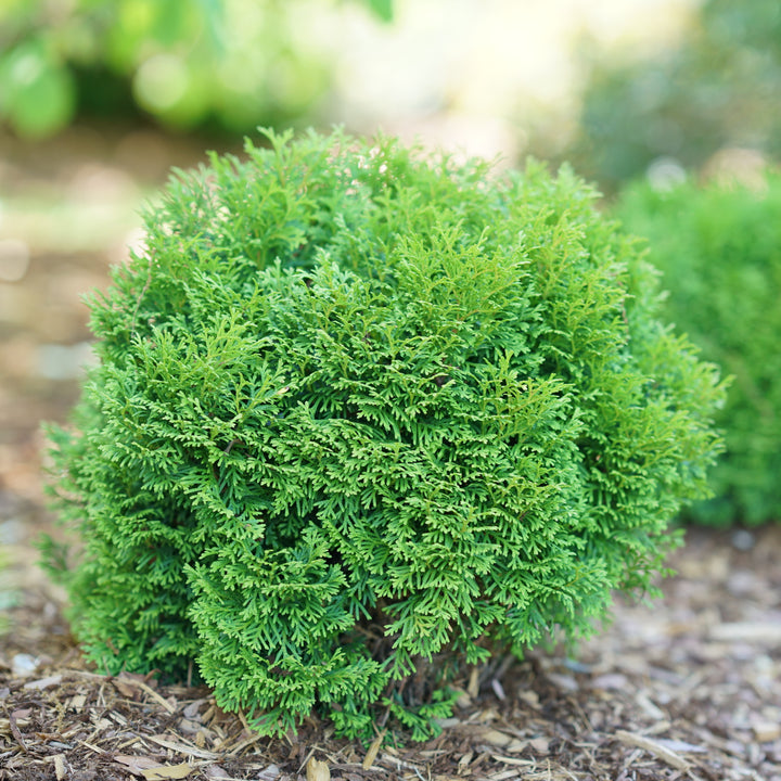 Tater Tot® Arborvitae (Thuja occidentalis)
