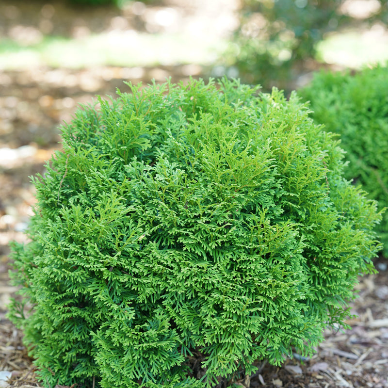 Tater Tot Arborvitae in focus.