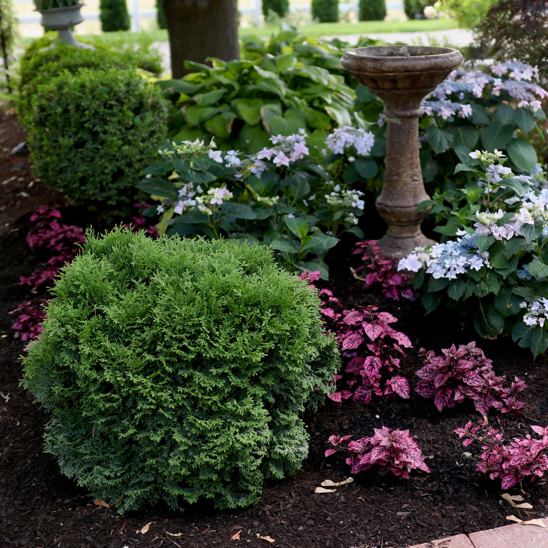 Arborvitae | Tater Tot® | Proven Winners® Shrubs – Proven Winners
