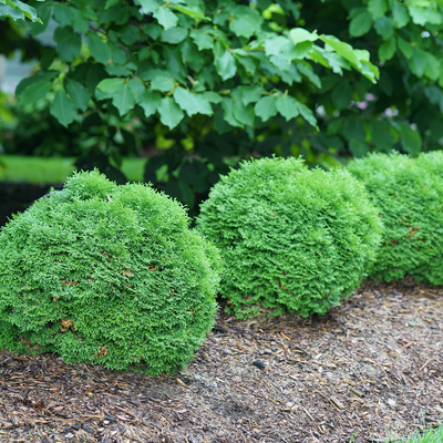 Tater Tot Tater Tot Arborvitae in use.