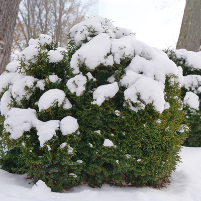 Tater Tot Tater Tot Arborvitae in use.