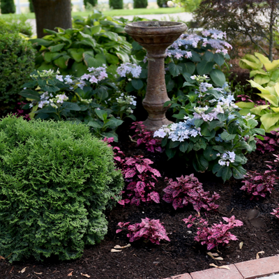 Tater Tot Tater Tot Arborvitae in use.