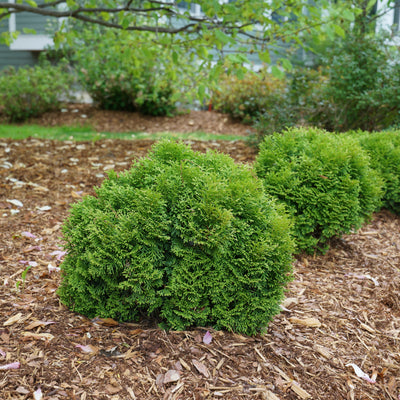 Tater Tot Arborvitae in use.