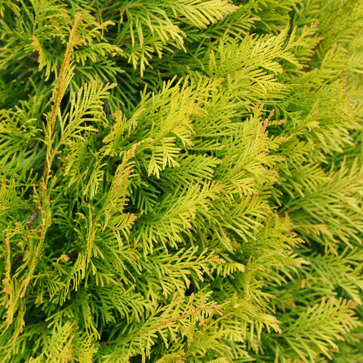 tdfオリーブ36 TFD-Nylon-36-UR-CURVE_2000px.jpg