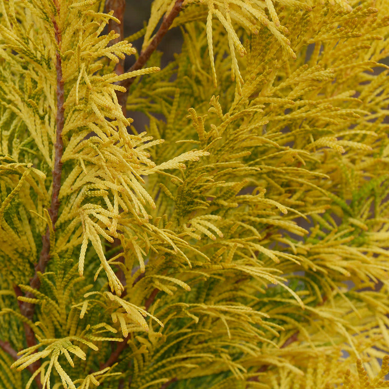 Fluffy Fluffy Western Arborvitae up close.