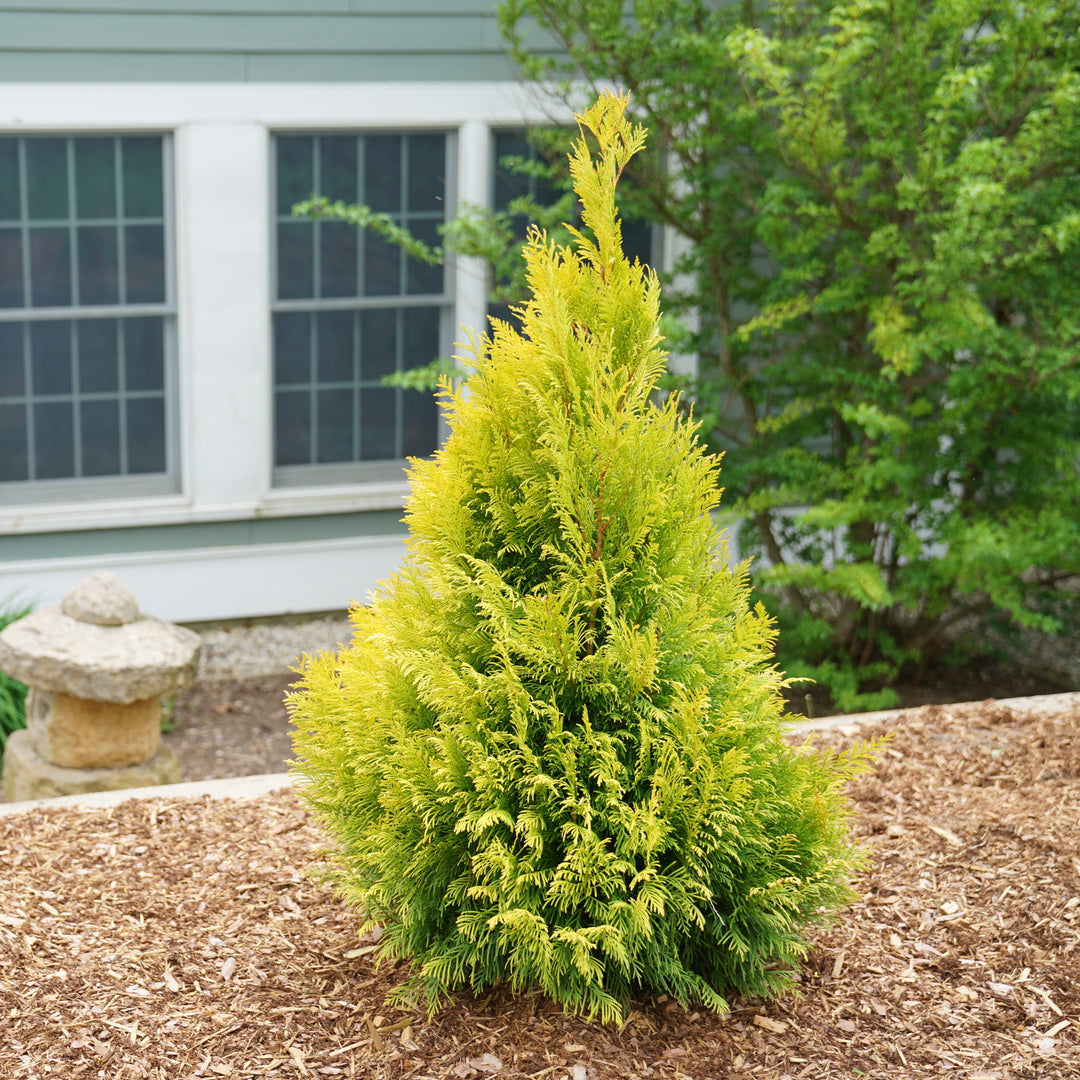 Fluffy® Western Arborvitae (Thuja plicata)