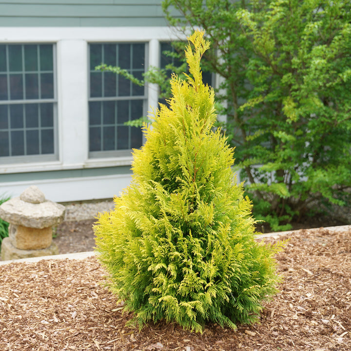 Fluffy® Western Arborvitae (Thuja plicata)