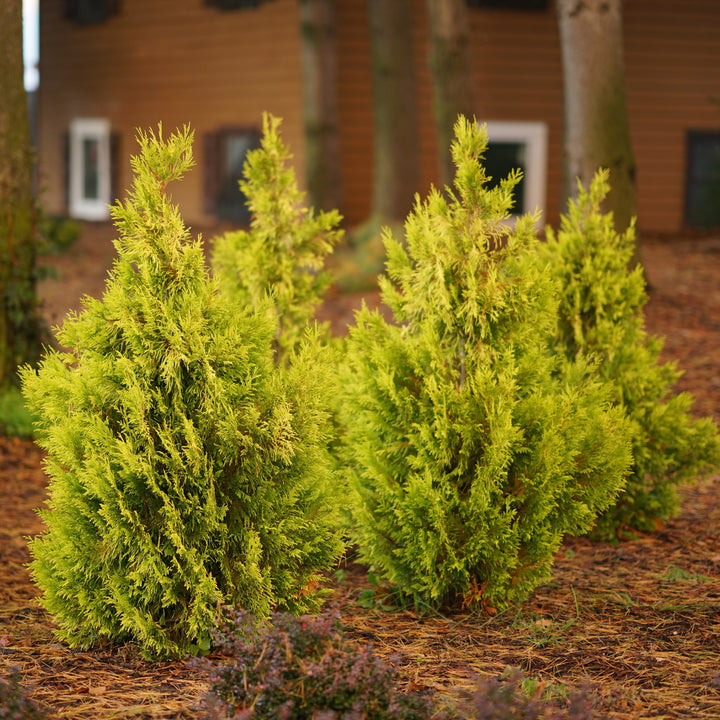 Fluffy® Western Arborvitae (Thuja plicata)
