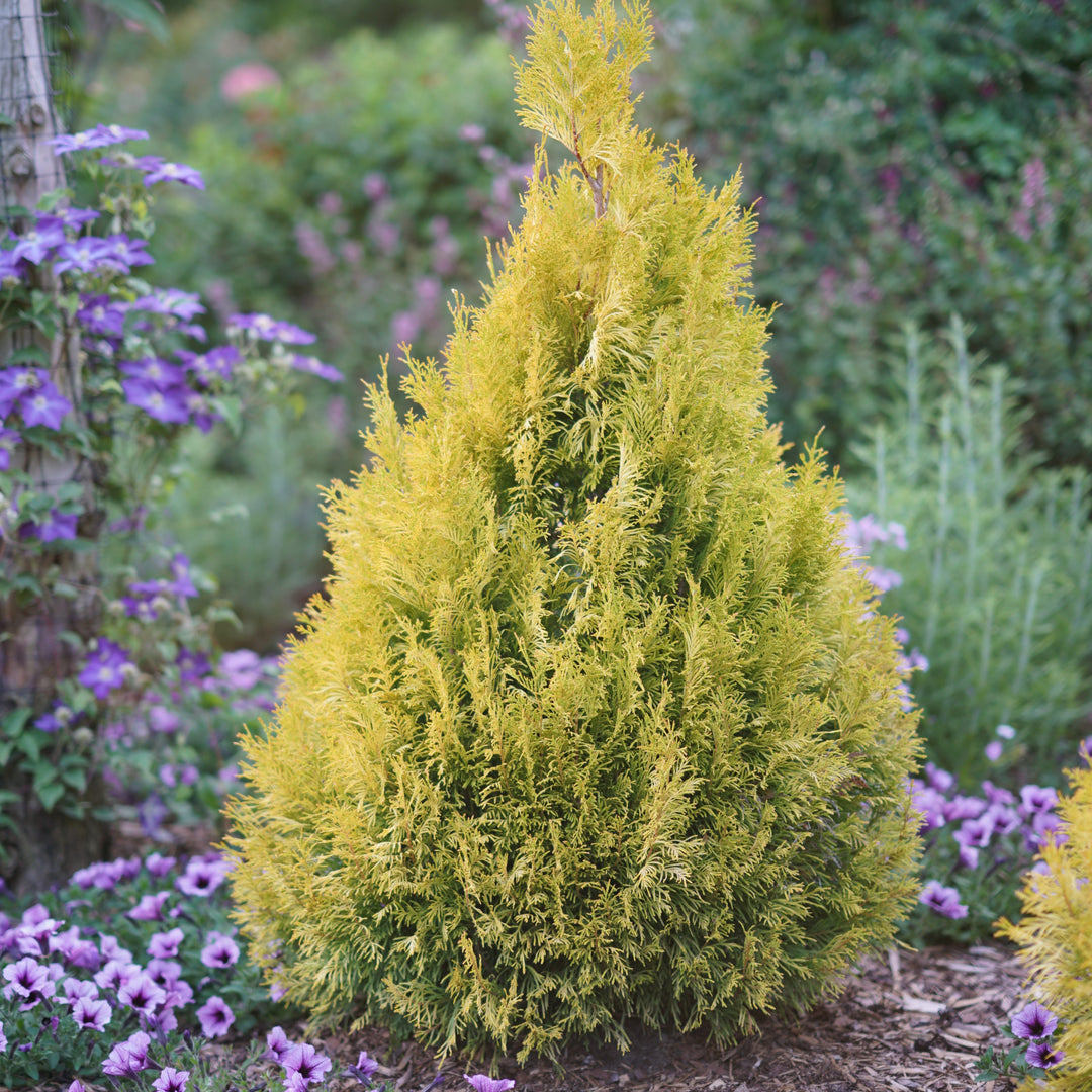 Proven Winners 1 Gal. Fluffy Western Arborvitae (Thuja) Live Evergreen Shrub