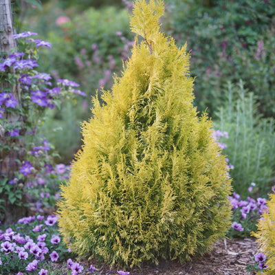 Fluffy Western Arborvitae in use.