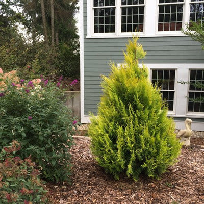 Fluffy Western Arborvitae in use.