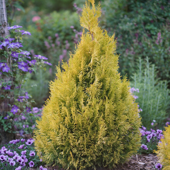 Fluffy® Western Arborvitae (Thuja plicata)