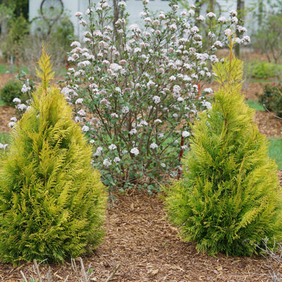 Fluffy Western Arborvitae in use.