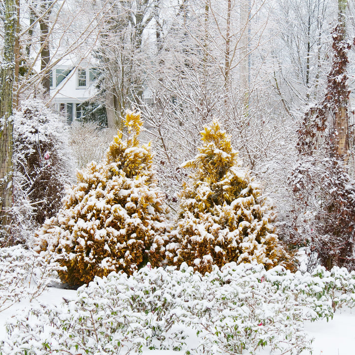 Fluffy® Western Arborvitae (Thuja plicata)