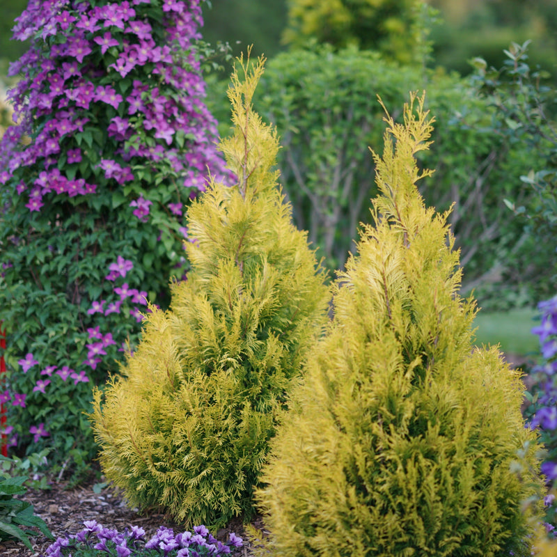 Fluffy Western Arborvitae in use.