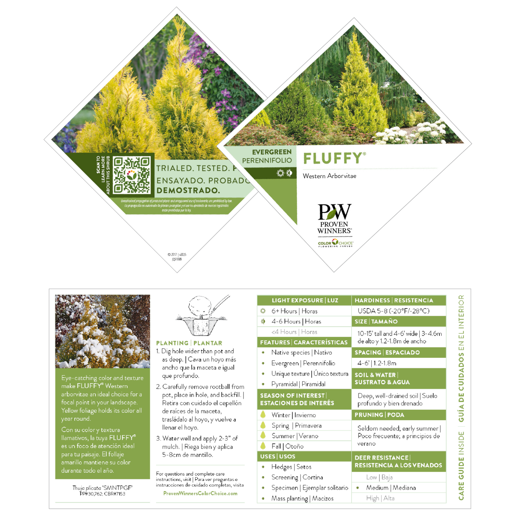Fluffly Tree Western Arborvitae | Fluffy® | Proven Winners® Shrubs – Proven Winners ...