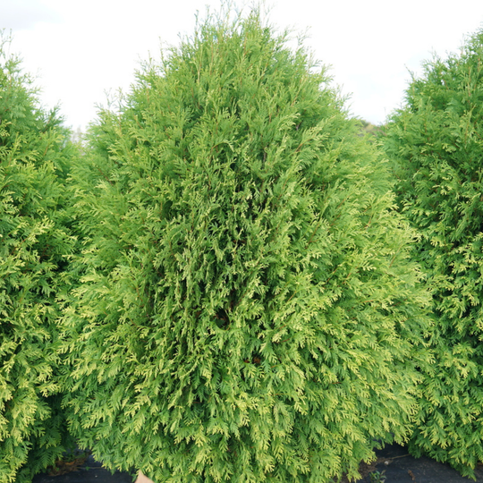 Cheer Drops® Arborvitae (Thuja occidentalis)