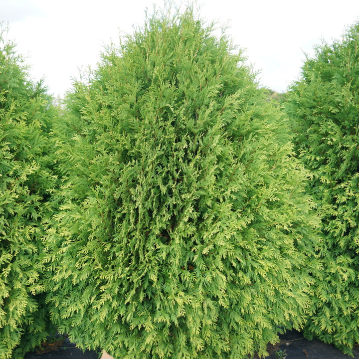 Evergreen Aether Eru+FINE. はぴ☆めろ CD2枚セット Arborvitae | Cheer Drops® | Proven Winners® Shrubs – Proven