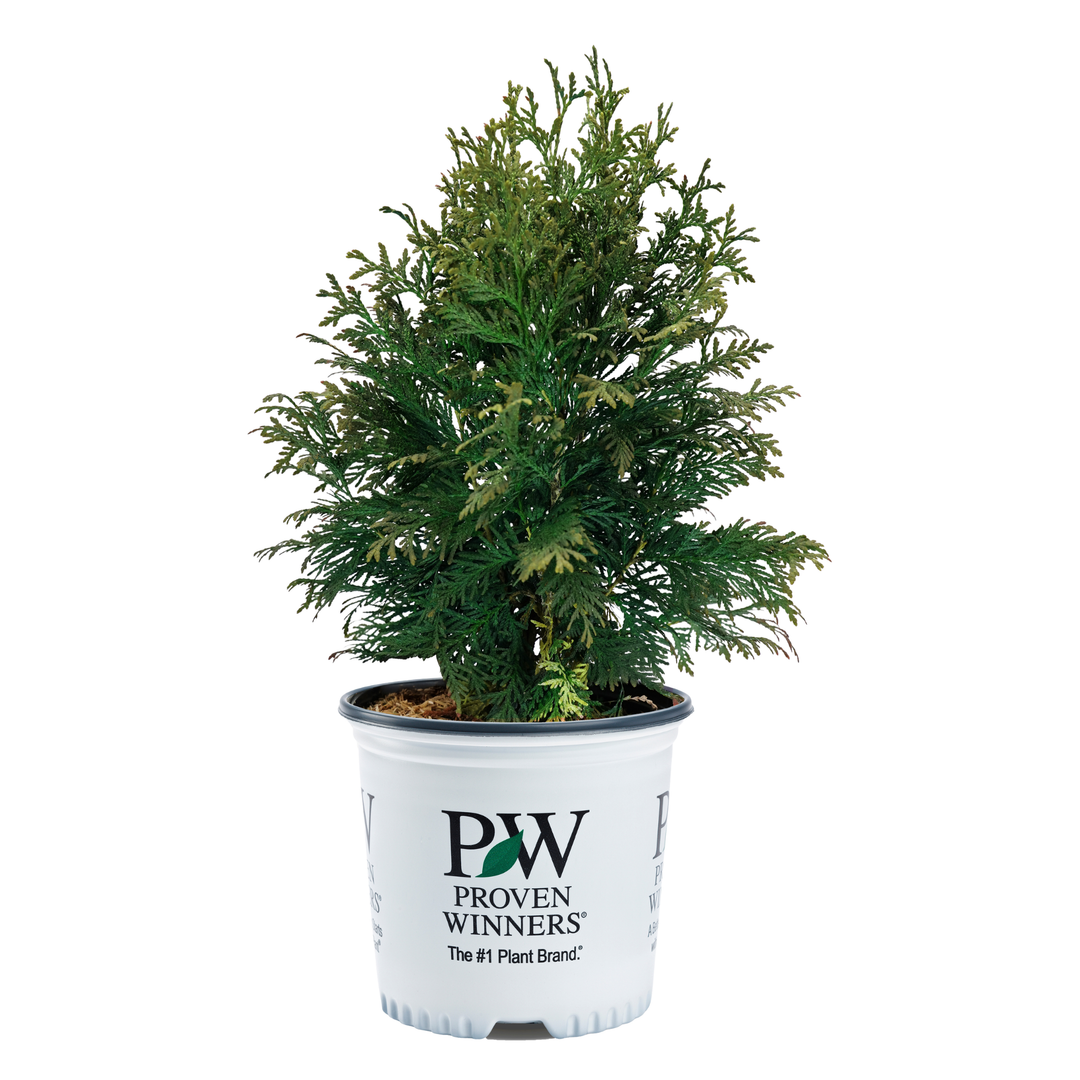 Arborvitae | Cheer Drops® | Proven Winners® Shrubs – Proven