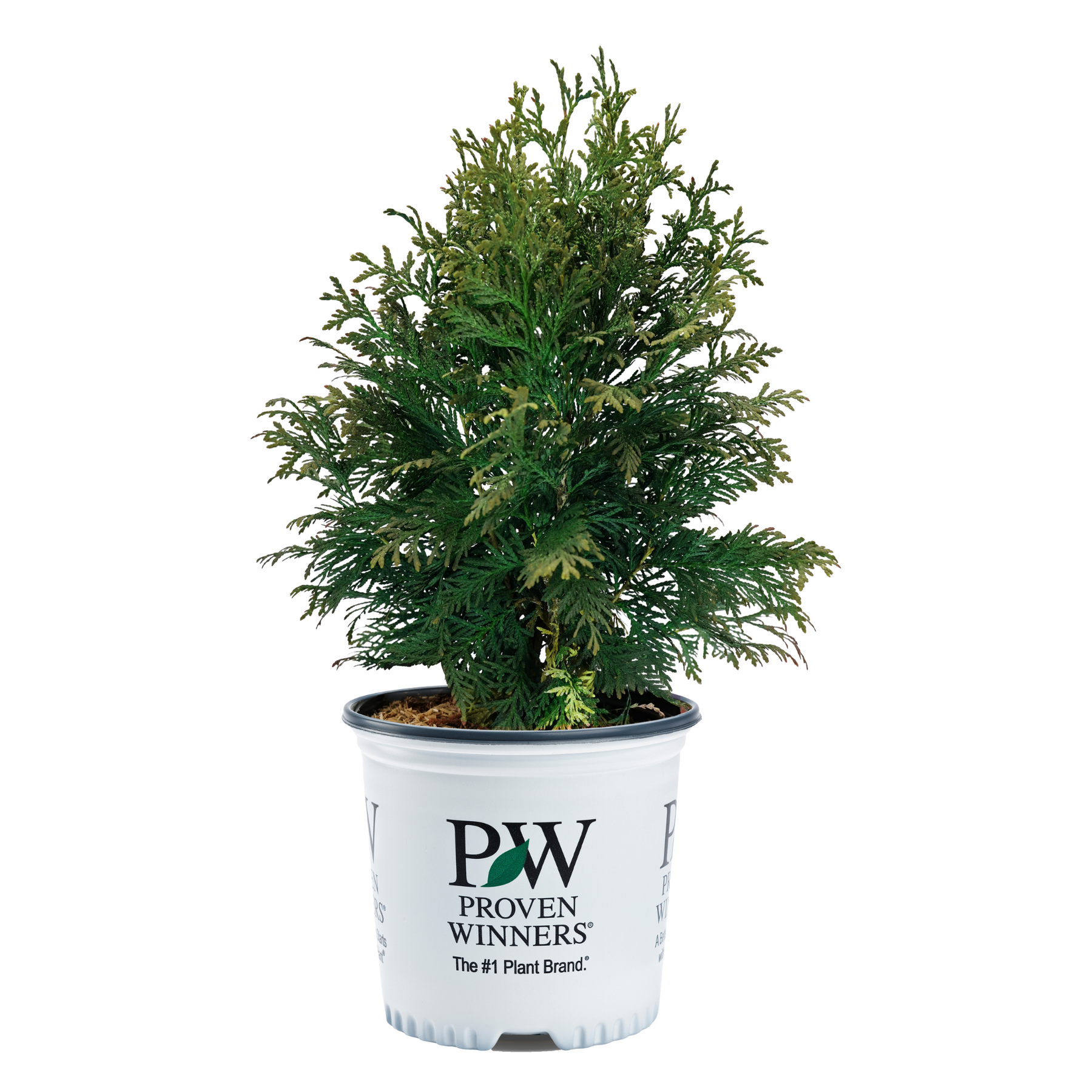Cheer Plant Arborvitae | Cheer Drops® | Proven Winners® Shrubs – Proven Winners Direct™
