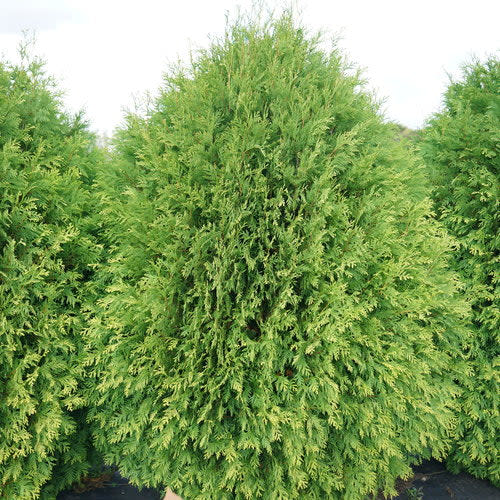 Cheer Drops® Arborvitae (Thuja occidentalis)