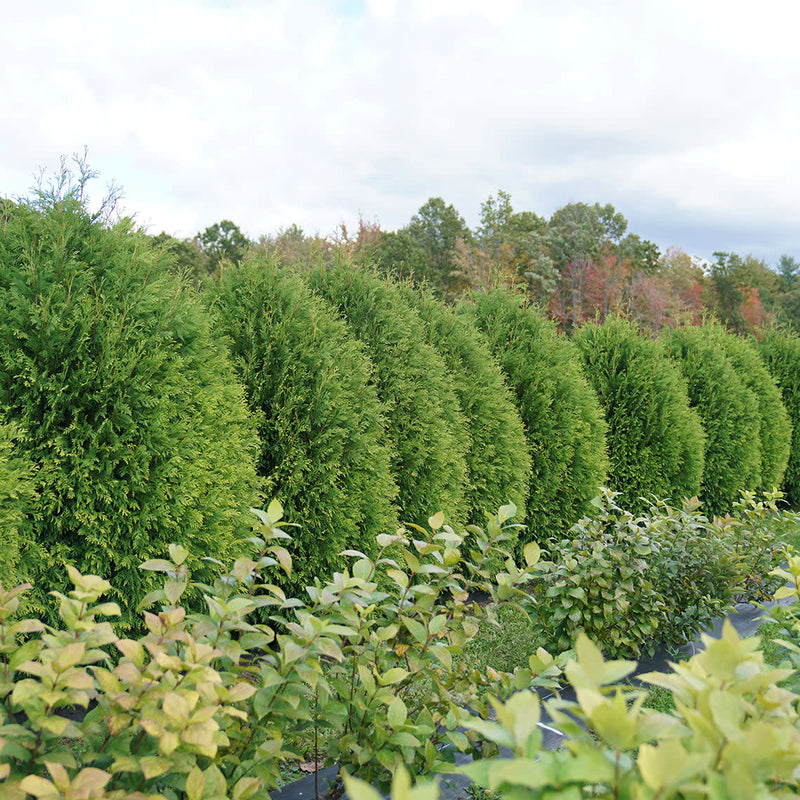 Cheer Drops Cheer Drops Arborvitae in use.