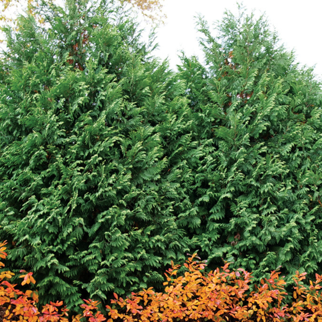 Arborvitae | Cheer Drops® | Proven Winners® Shrubs – Proven