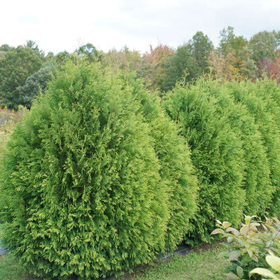 Cheer Drops Arborvitae in use.