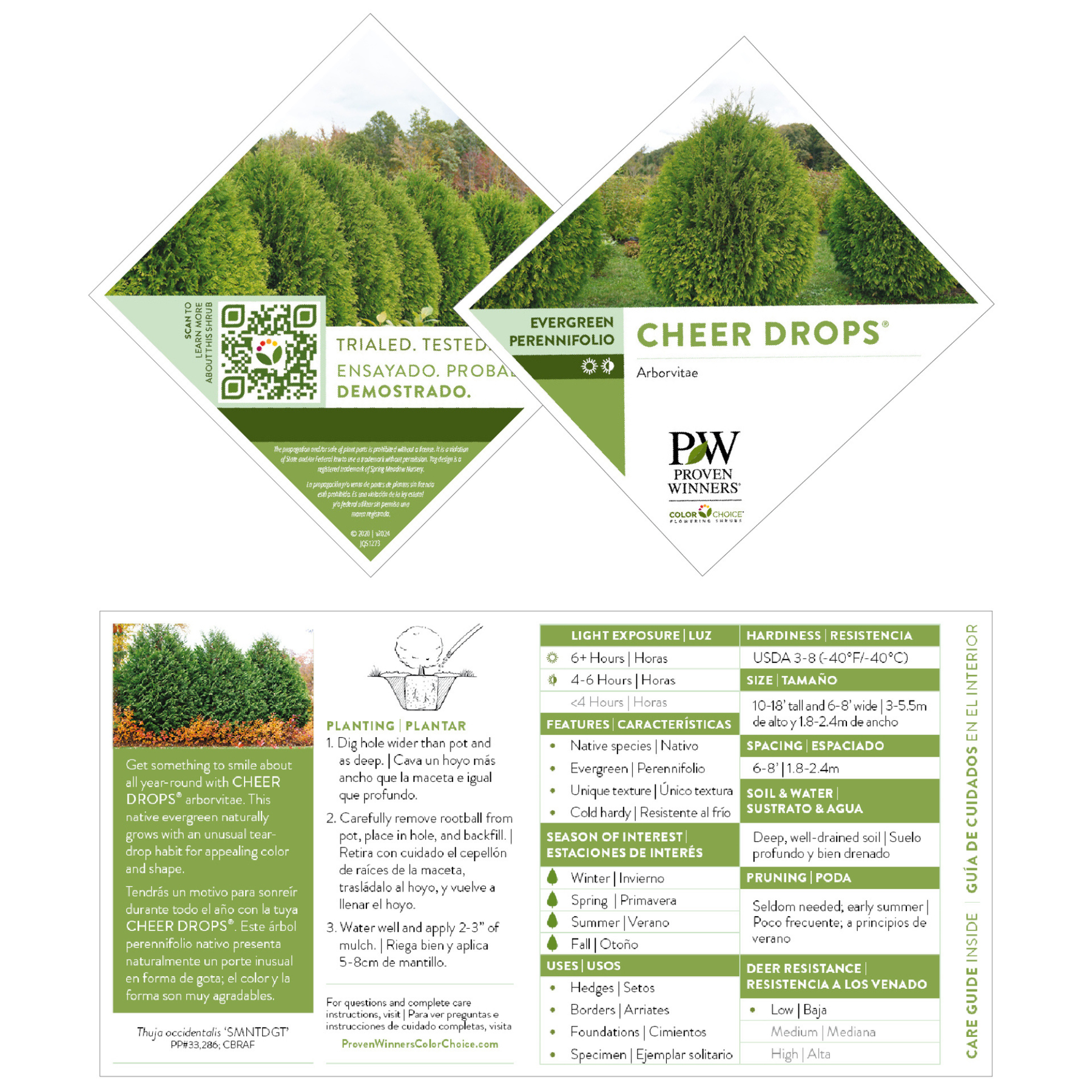 Cheer Plant Arborvitae | Cheer Drops® | Proven Winners® Shrubs – Proven Winners Direct™