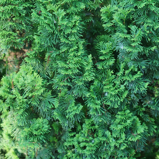 Sting® Arborvitae (Thuja occidentalis)