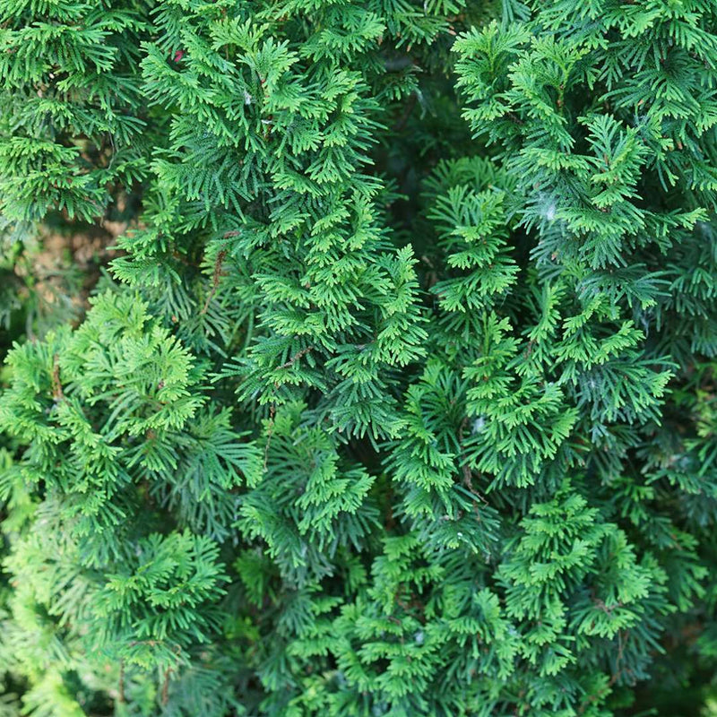 Sting Arborvitae up close.