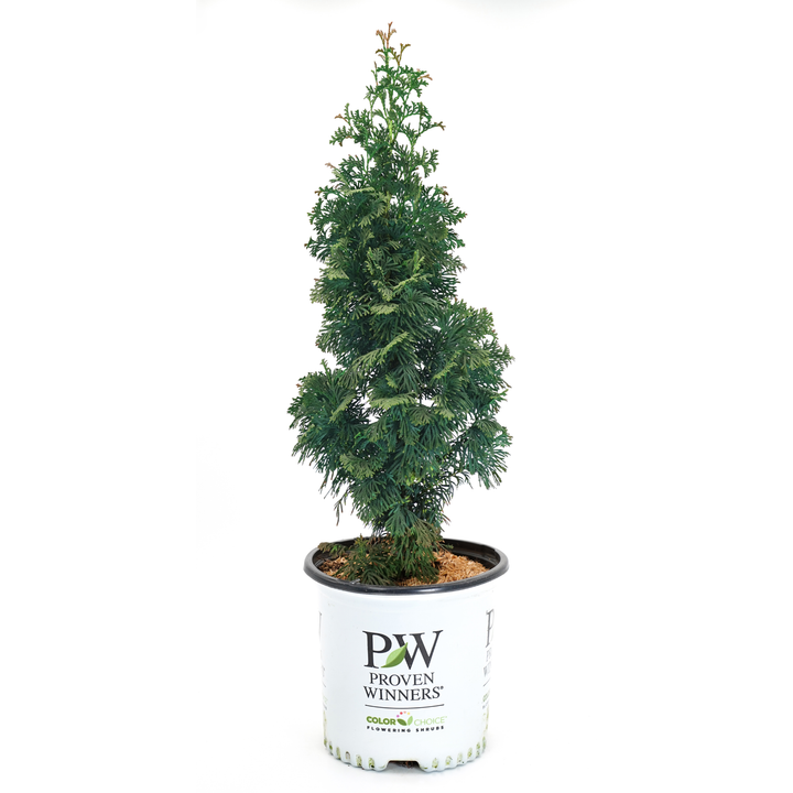 Arborvitae | Sting® | Proven Winners® Shrubs – Proven Winners Direct™