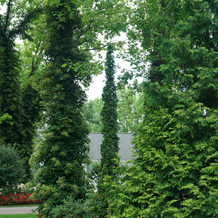 Arborvitae | Sting® | Proven Winners® Shrubs – Proven Winners Direct™